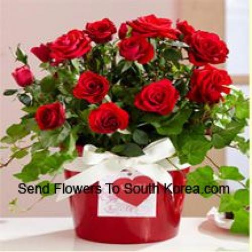 Cute Arrangement of 18 Red Roses